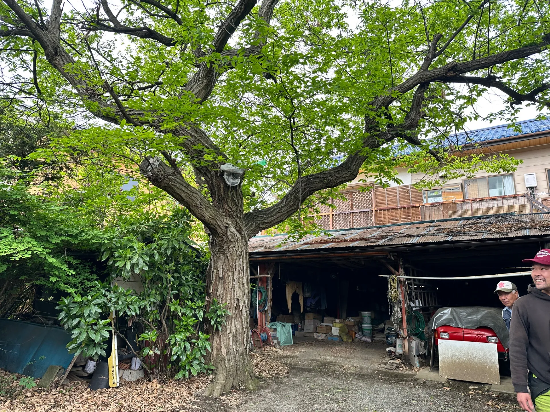 【長野県松本市】栗の木の伐採作業を行いました。Day1